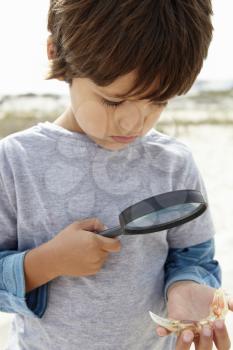Young boy examining seashell