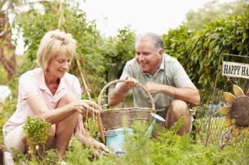 Senior Couple Working On Allotment Together
