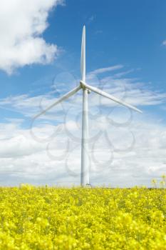 Wind Turbine In Field Of Oil Seed Rape