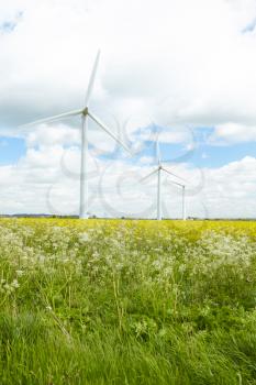 Group Of Wind Turbines In Field Of Oil Seed Rape