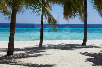 Beautiful Deserted Tropical Palm Beach In Maldives