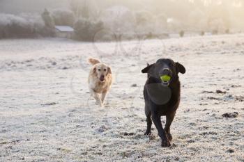 Two Dogs Running Through Frosty Landscape Chasing Ball