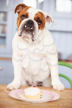 Sad Looking British Bulldog Tempted By Iced Bun