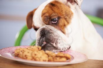 Sad Looking British Bulldog Tempted By Plate Of Cookies