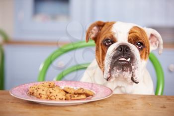 Sad Looking British Bulldog Tempted By Plate Of Cookies