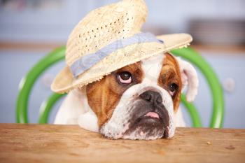 Sad Looking British Bulldog Wearing Straw Hat