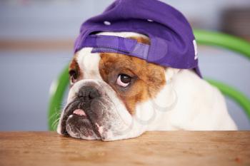 Sad Looking British Bulldog Wearing Baseball Cap