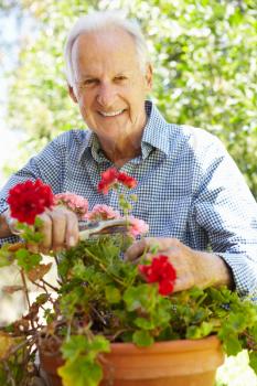 Elderly man pruning geraniums