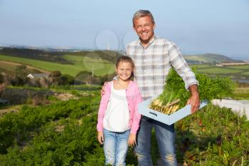 Farmer With Daughter Harvesting Organic Carrot Crop On Farm