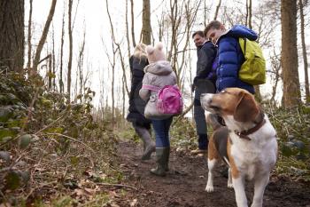 Family walking in a wood, boy waiting for dog, low angle
