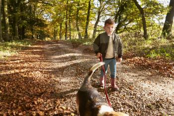 Young Boy Walking Dog In Autumn Woodland