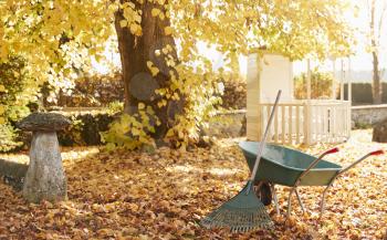 Autumn Garden Scene With Rake And Wheelbarrow