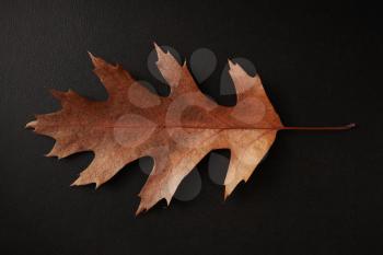 Brown Autumn leaf isolated on a black background, horizontal