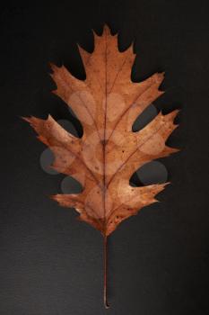 Brown Autumn leaf isolated on a black background, vertical