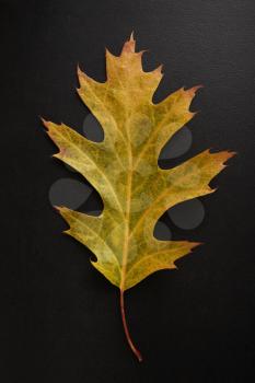 Yellow Autumn leaf isolated on a black background, vertical