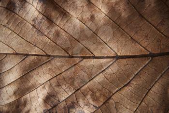 Full frame brown Autumn leaf
