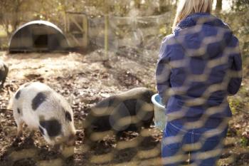 Woman Feeding Pigs Shot Through Wire Fence