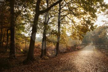 Burnham Beeches, UK - 7 November 2016: Road Through Autumn Trees At Burnham Beeches In Buckinghamshire