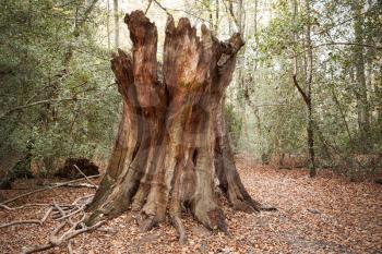 Burnham Beeches, UK - 7 November 2016: Dead Tree Trunk In Woods At Burnham Beeches In Buckinghamshire