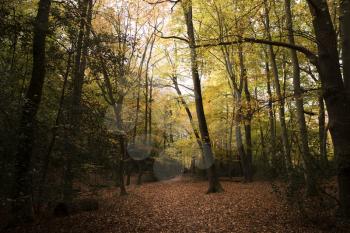 Burnham Beeches, UK - 7 November 2016: Dense Woodland At Burnham Beeches In Buckinghamshire