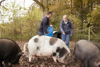 Mature Couple Feeding Rare Breed Pigs In Garden