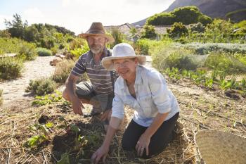 Portrait Of Mature Couple Working On Community Allotment