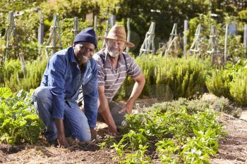 Portrait Of Two Men Working Together On Community Allotment