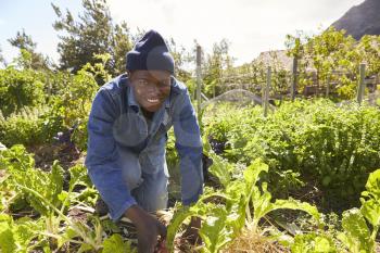 Portrait Of Gardener Working In Community Allotment