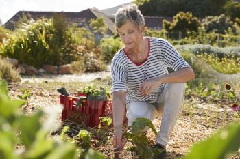 Mature Woman Harvesting Beetroot On Community Allotment