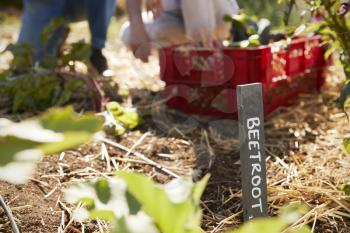 Sign Marking Beetroot Crop On Community Allotment