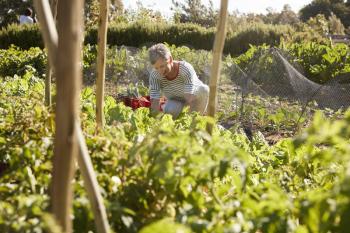 Mature Woman Harvesting Beetroot On Community Allotment