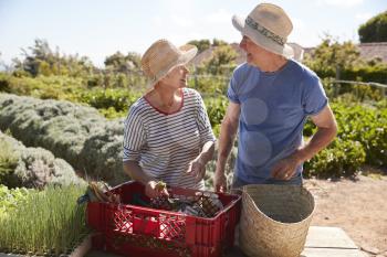 Mature Couple Working On Community Allotment Together