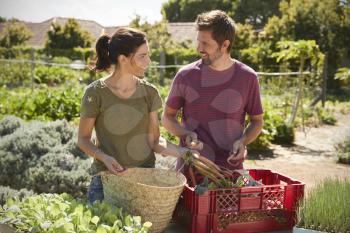 Couple Working On Community Allotment Together