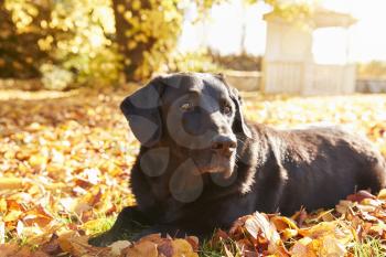 Elderly Black Labrador Dog Lying By Path In Autumn Garden