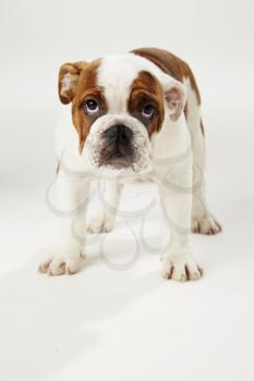 Studio Shot Of British Bulldog Puppy Standing On White Background