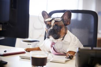 French Bulldog Dressed As Businessman Works At Desk On Computer
