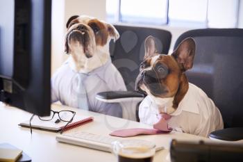 Two Bulldogs Dressed As Businessmen At Desk With Computer