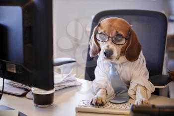 Beagle Dressed As Businessman Works At Desk On Computer
