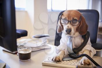 Beagle Dressed As Businessman At Desk Taking Phone Call