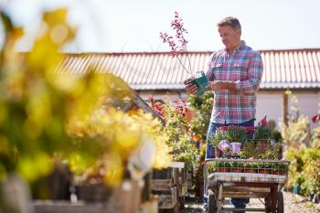 Mature Male Customer Buying Plants And Putting Them On Trolley In Garden Center