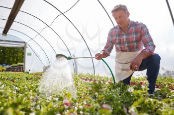 Mature Man Working In Garden Center Watering Plants In Greenhouse