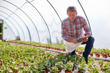 Mature Man Working In Garden Center Greenhouse Holding Digital Tablet And Checking Plants