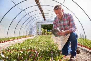 Mature Man Working In Garden Center Greenhouse Holding Digital Tablet And Checking Plants