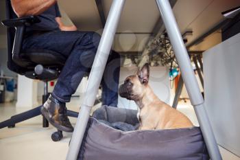 French Bulldog Puppy Sitting On Bed Under Desk In Office Whilst Owner Works