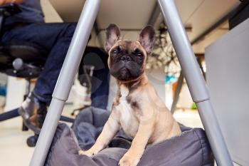 French Bulldog Puppy Sitting On Bed Under Desk In Office Whilst Owner Works