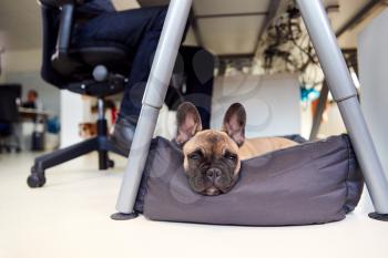 French Bulldog Puppy Lying On Bed Under Desk In Office Whilst Owner Works