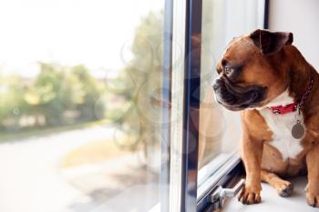Bulldog Puppy Wearing Collar Looking Out Of Office Window