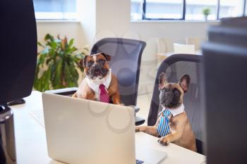 French Bulldog And Bulldog Puppy Dressed As Businessmen Sitting At Desk Looking At Computer