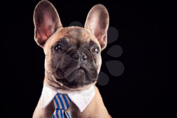 Studio Portrait Of French Bulldog Puppy Wearing Collar And Tie Against Black Background