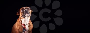 Studio Portrait Of Bulldog Puppy Wearing Tie Against Black Background
